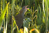 Corncrake 